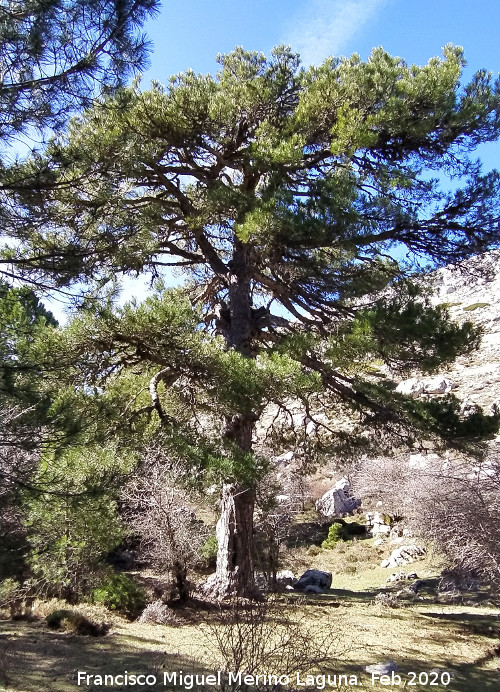 Pino laricio - Pino laricio. Nava Alta del Barranco de la Ca�ada de las Fuentes - Quesada