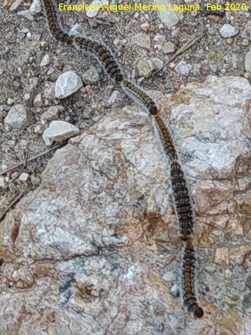 Polilla Procesionaria del pino - Polilla Procesionaria del pino. Loma del Leganillo - Quesada