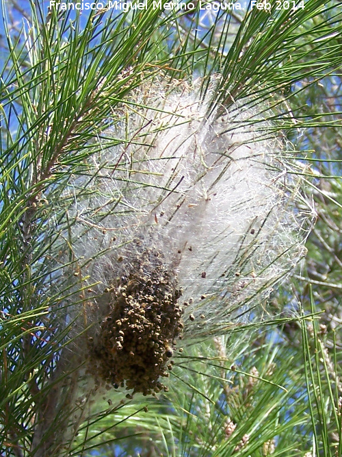 Polilla Procesionaria del pino - Polilla Procesionaria del pino. Nido. Torrechantre - Jan