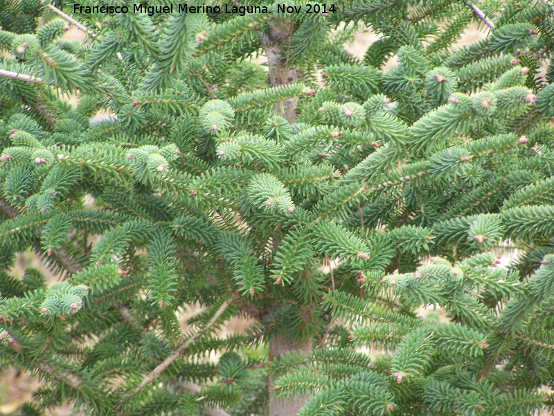 Pinsapo - Pinsapo. Zagrilla Baja - Priego de Crdoba