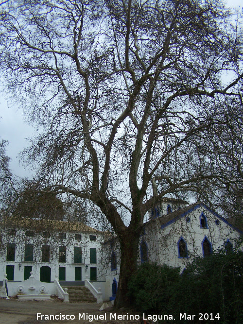 Pltano de sombra de Mata Bejid - Pltano de sombra de Mata Bejid. 