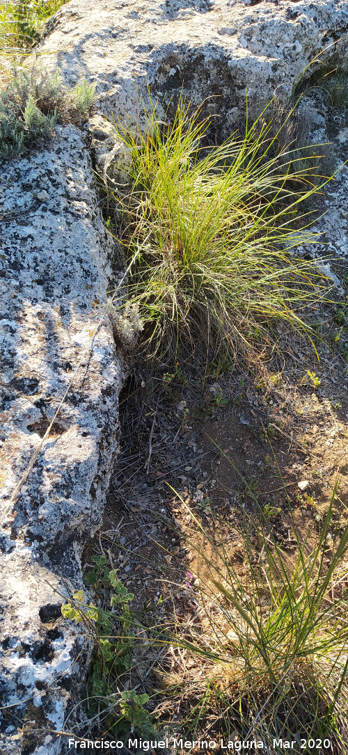 Necr�polis del Banco - Necr�polis del Banco. Tumba
