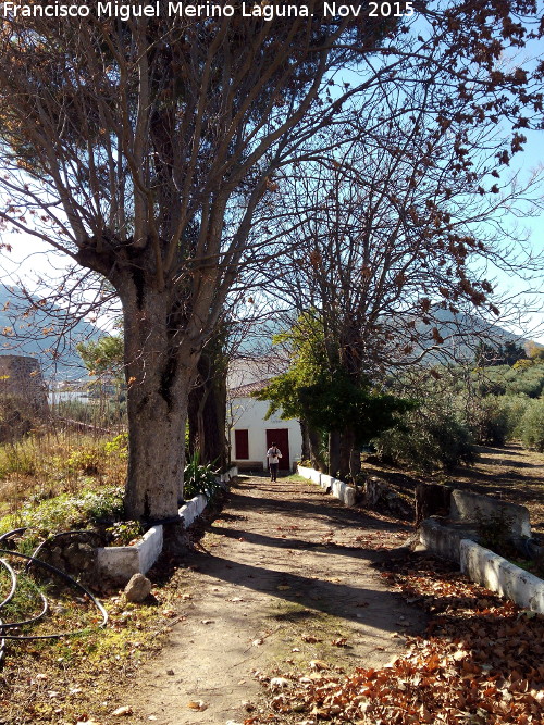 Fbrica de Luz San Cayetano - Fbrica de Luz San Cayetano. Camino arbolado