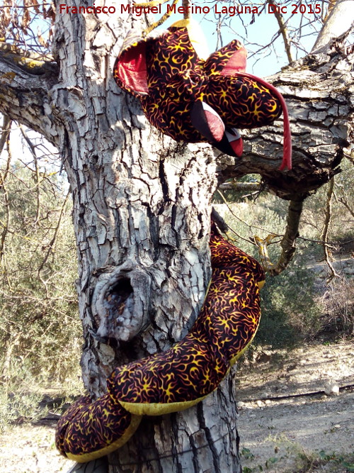 Curiosidades - Curiosidades. Serpiente en los campos de Recena - Cambil