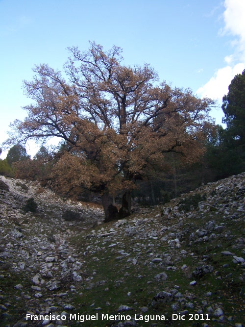 Quejigo - Quejigo. La Nava - Jan