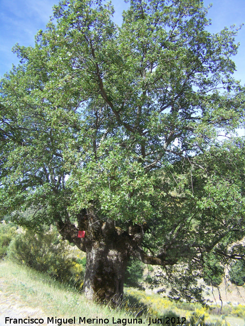 Quejigo - Quejigo. La Sierra - Valdepeas de Jan