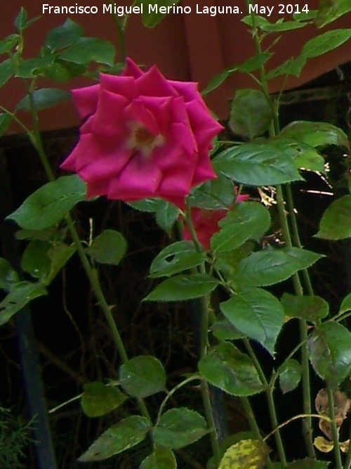 Rosal - Rosal. Casa de las Campanas - Crdoba