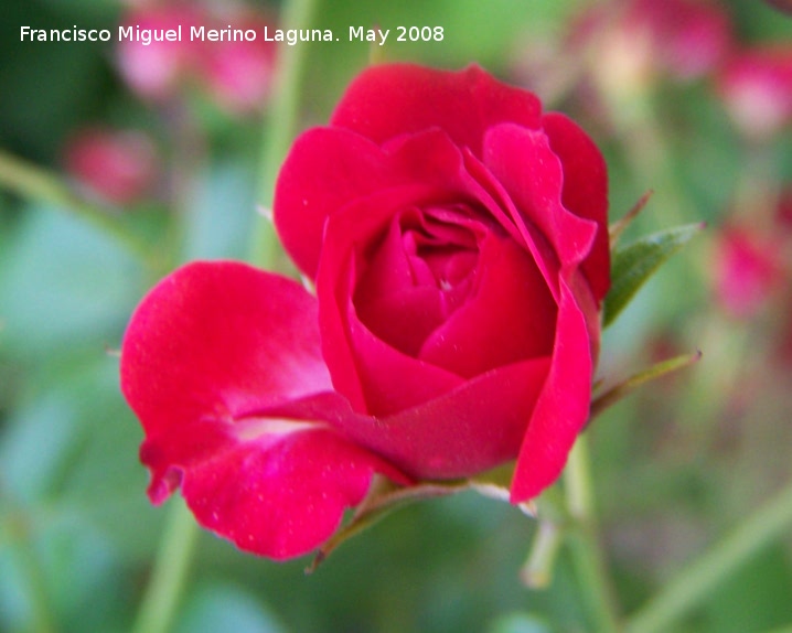 Rosal - Rosal. Navas de San Juan