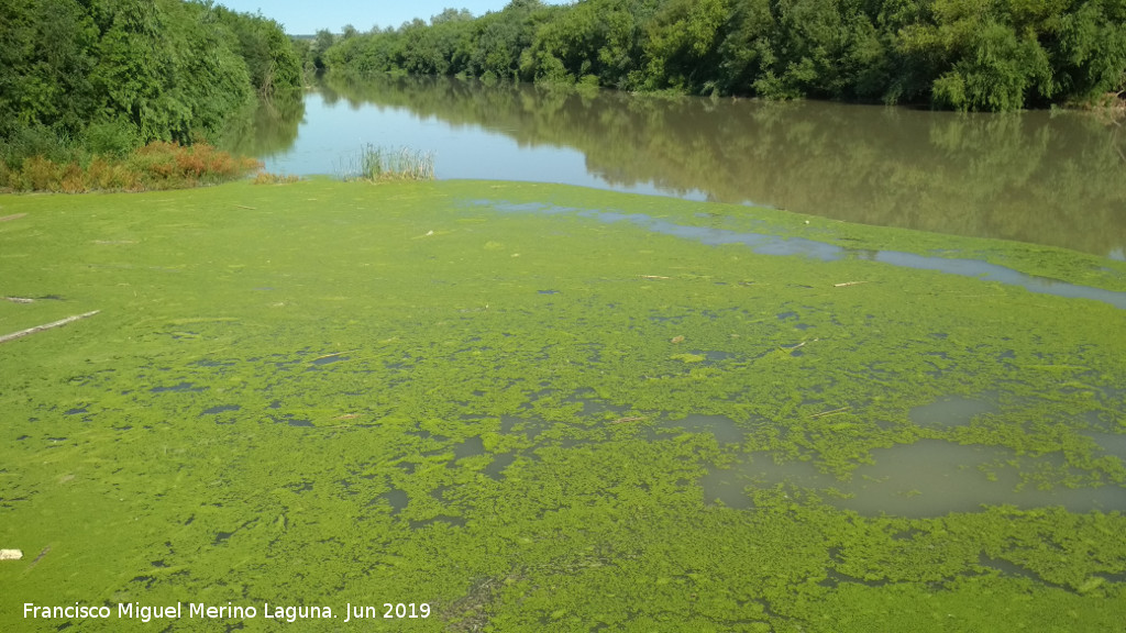 Lenteja de agua - Lenteja de agua. Ro Guadalquivir a su paso por la Presa de Casas Nuevas - Marmolejo