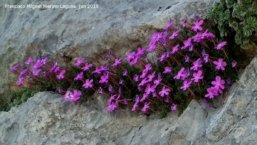 Violeta de Cazorla - Violeta de Cazorla. Caballo Torraso - Villanueva del Arzobispo