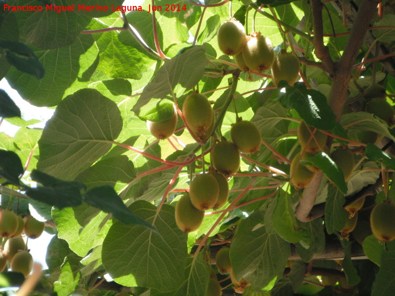 Kiwi - Kiwi. Castillo de Locubn