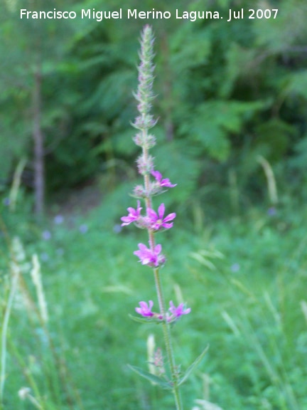 Salicaria - Salicaria. Segura