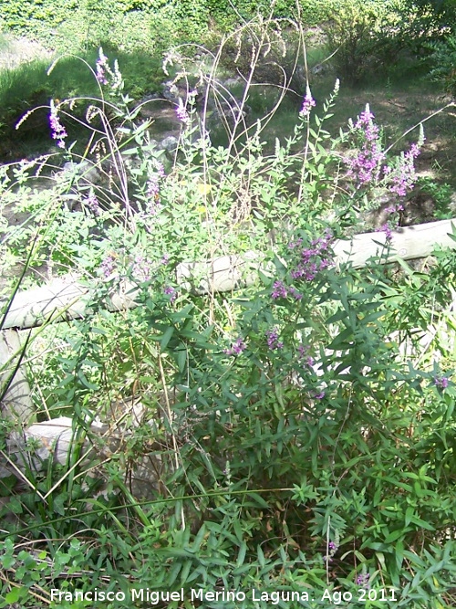 Salicaria - Salicaria. Pea del Olivar - Siles