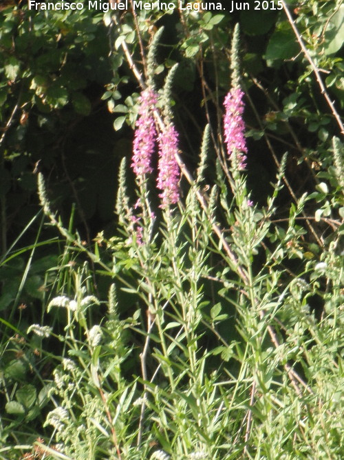 Salicaria - Salicaria. Ro Fro - Los Villares