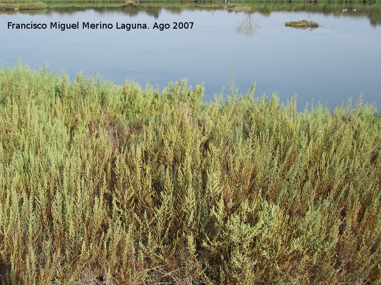 Salicornia - Salicornia. Santa Pola