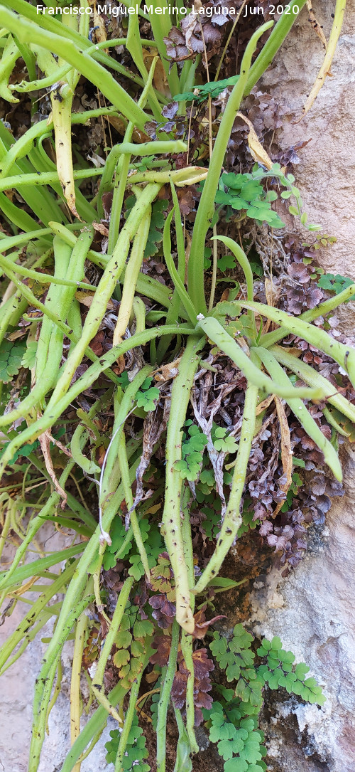 Grasilla - Grasilla. Ca��n de las Grajas - Santiago Pontones