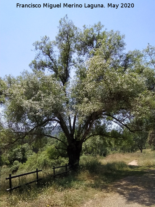 Sauce blanco - Sauce blanco. Encinarejo - And�jar