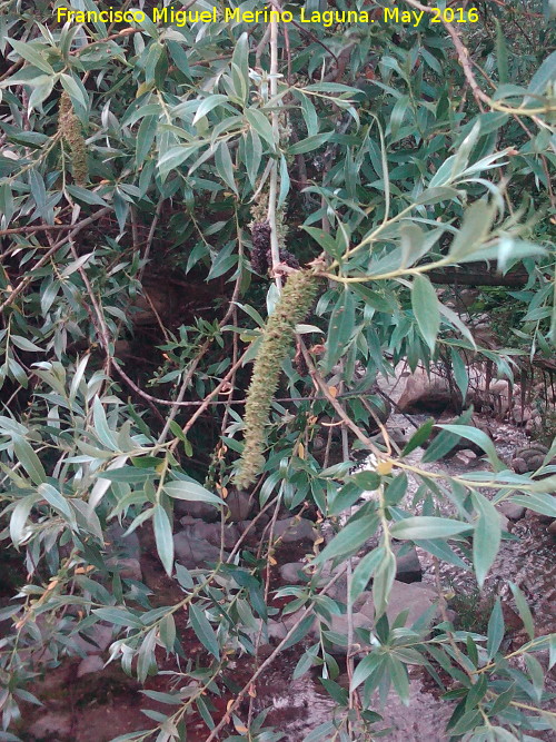 Sauce blanco - Sauce blanco. Flor. Ro Fro - Los Villares