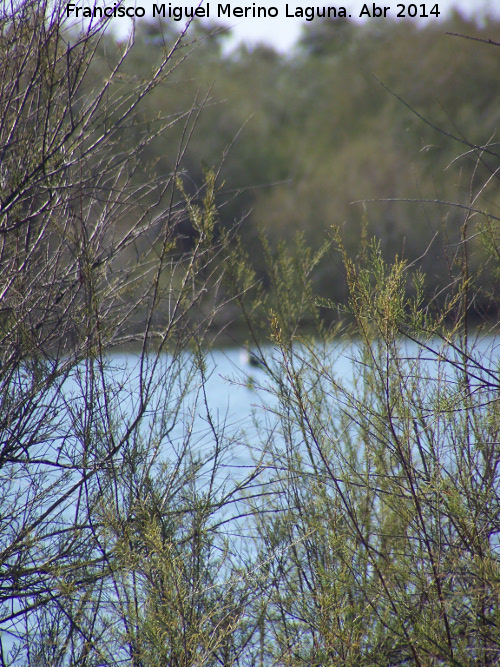 Tamarisco - Tamarisco. Laguna de Las Escuelas - Baeza