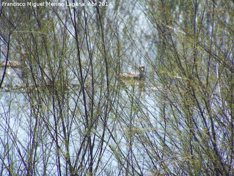 Tamarisco - Tamarisco. Laguna Grande - Baeza