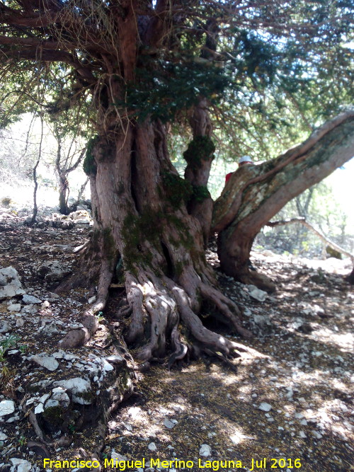 Tejo - Tejo. Tejo Milenario Hembra - Quesada