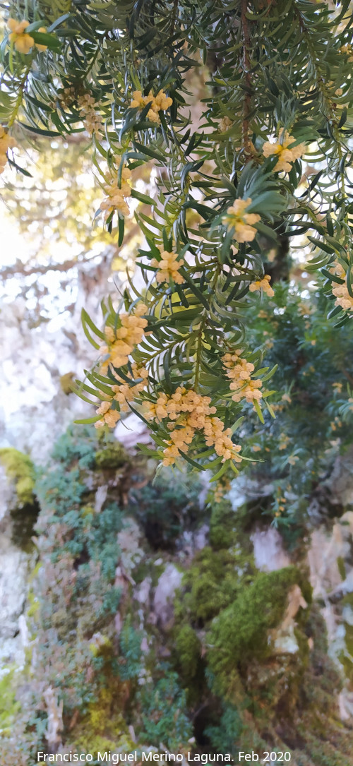 Tejo - Tejo. Tejo Botella - Quesada