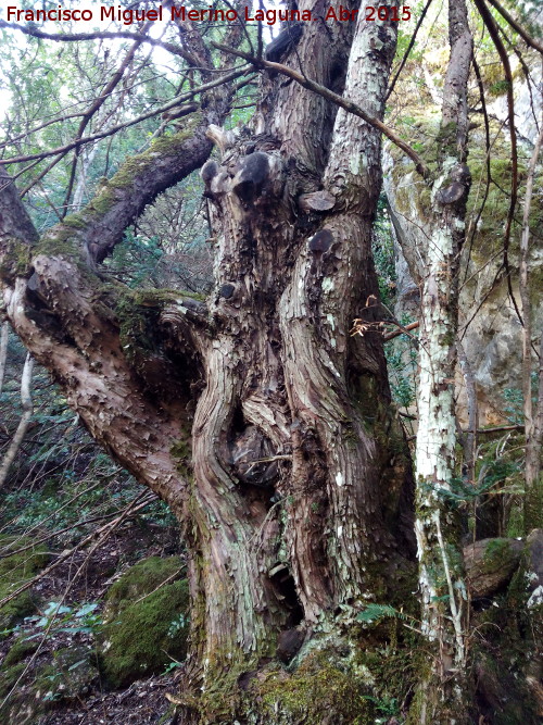 Tejeda del Barranco de Los Tejos - Tejeda del Barranco de Los Tejos. Tejo