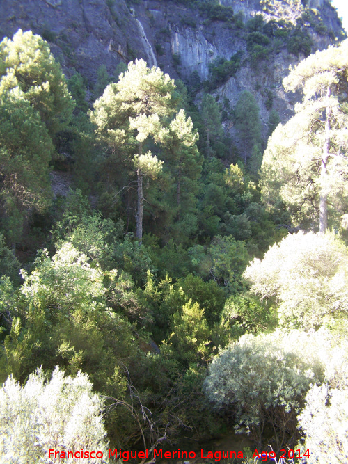 Cascada del Molino de Carrales - Cascada del Molino de Carrales. Cada al arroyo