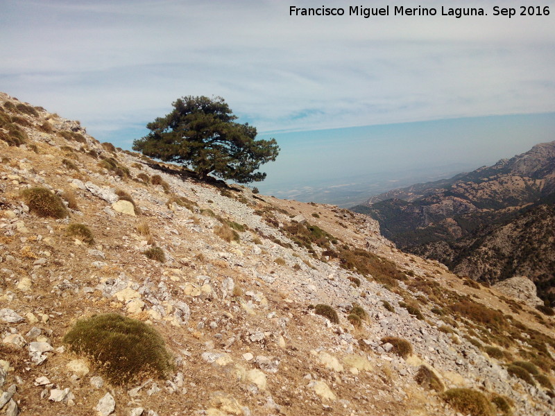 Rayal - Rayal. Pino en altura de su ladera norte