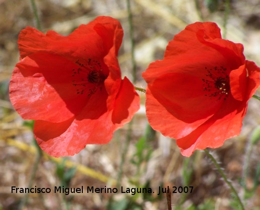 Amapola - Amapola. Segura