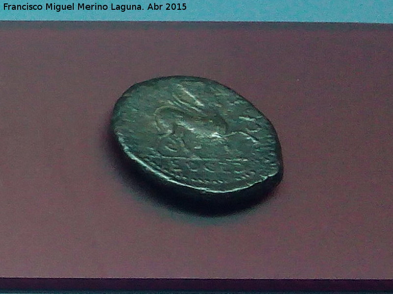 Cstulo - Cstulo. Moneda de Cstulo. Museo Arqueolgico Provincial de Jan