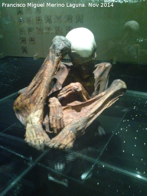 Museo de Antropologa - Museo de Antropologa. Momia Inca siglo VI d.C.