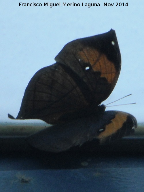 Mariposa Kallima paralekta - Mariposa Kallima paralekta. Parque de las Ciencias - Granada