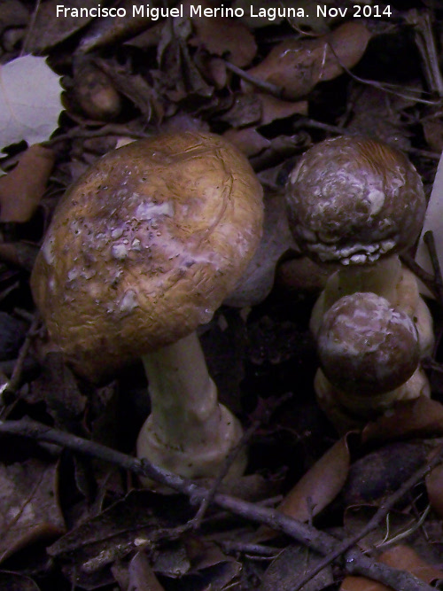 Amanita pantera - Amanita pantera. Zagrilla Baja - Priego de Crdoba