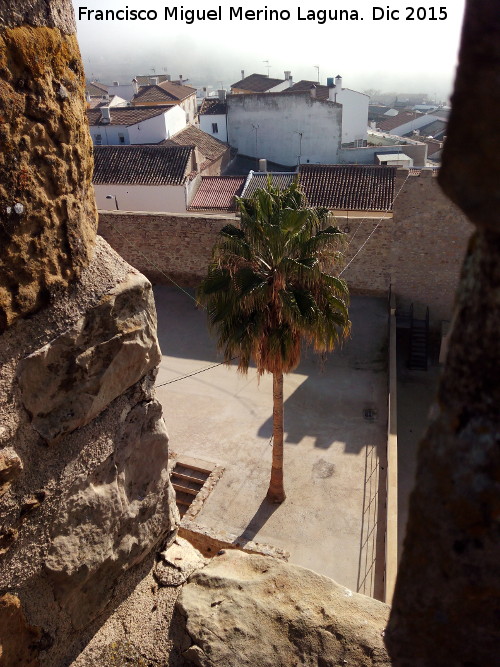 Castillo de Lopera - Castillo de Lopera. Palmera del Patio de Armas