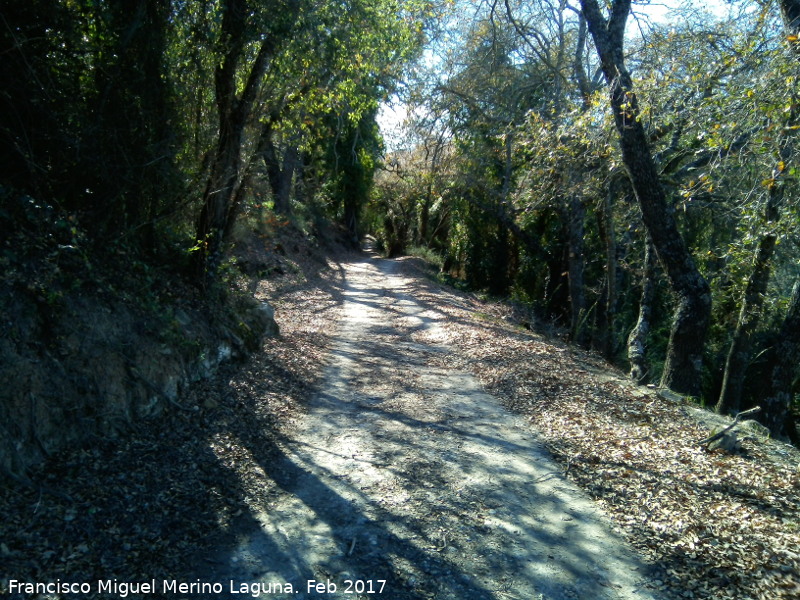 Quejigal de San Bartolom - Quejigal de San Bartolom. 