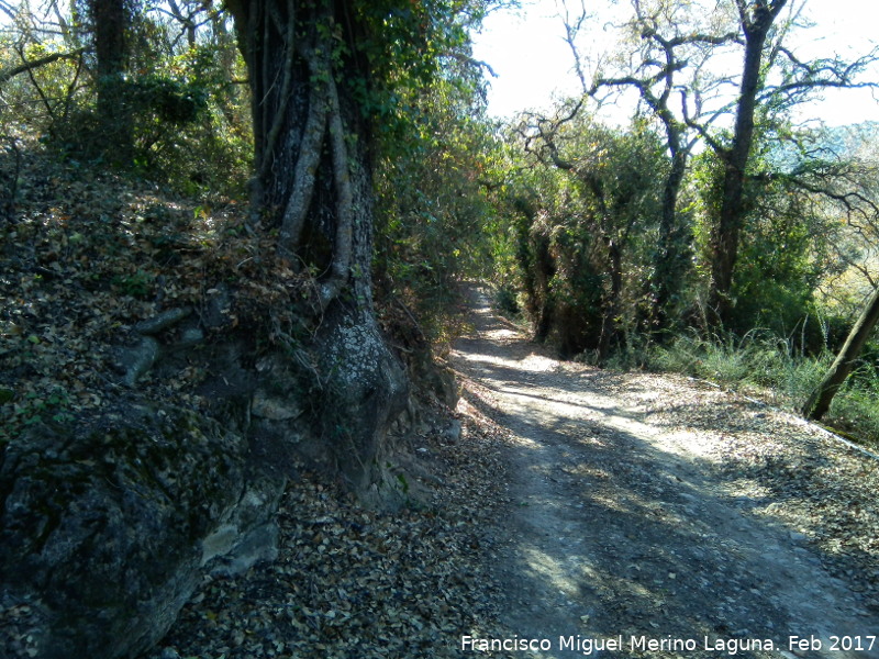 Quejigal de San Bartolom - Quejigal de San Bartolom. 