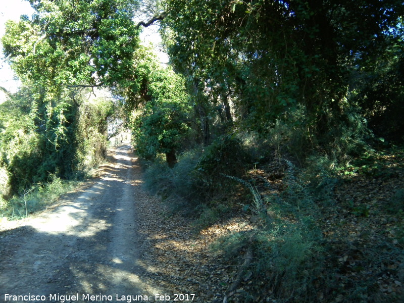 Quejigal de San Bartolom - Quejigal de San Bartolom. 