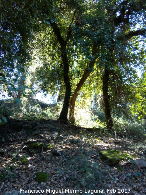 Quejigal de San Bartolom - Quejigal de San Bartolom. 