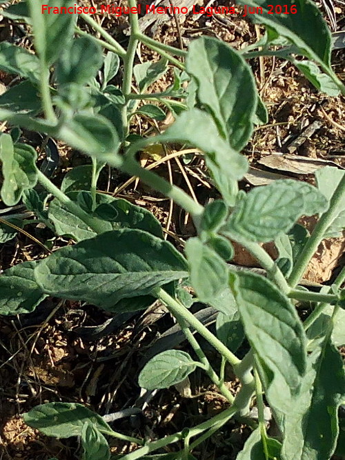 Verrucaria - Verrucaria. Hojas. Lopera