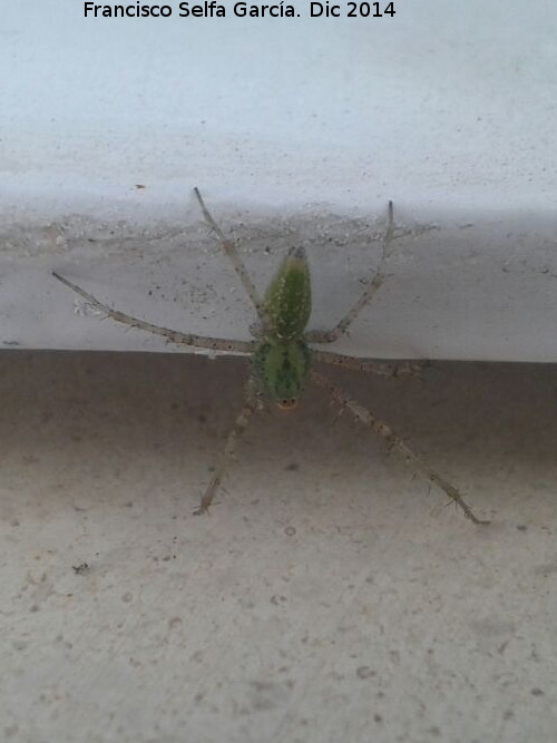 Araa Lince Verde - Araa Lince Verde. Torreperogil