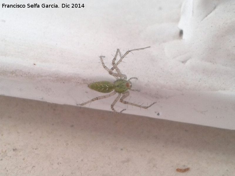 Araa Lince Verde - Araa Lince Verde. Torreperogil