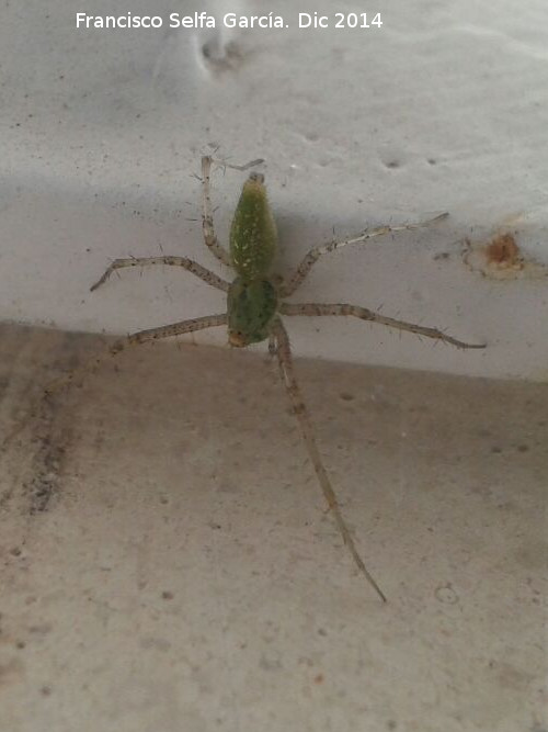 Araa Lince Verde - Araa Lince Verde. Torreperogil