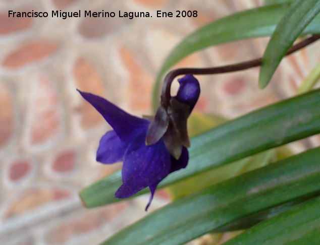 Violeta - Violeta. Navas de San Juan