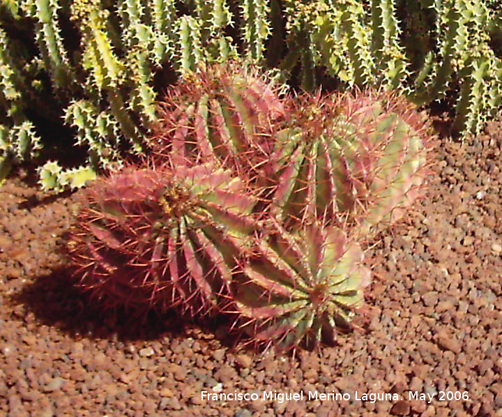 Cactus piloso - Cactus piloso. Tabernas