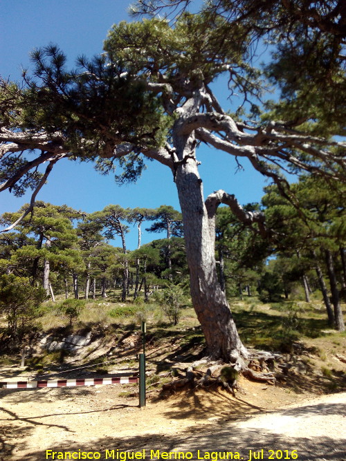 Pino de las Cruces - Pino de las Cruces. 