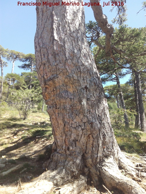 Pino de las Cruces - Pino de las Cruces. Tronco