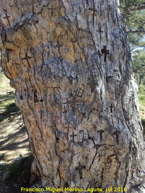 Pino de las Cruces - Pino de las Cruces. Cruces