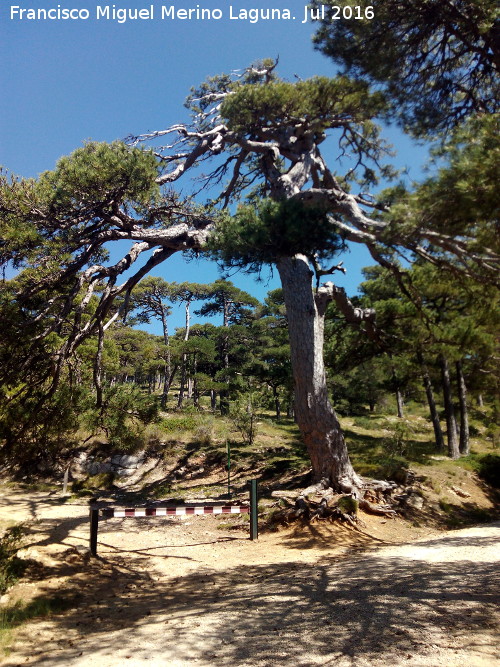 Pino de las Cruces - Pino de las Cruces. 