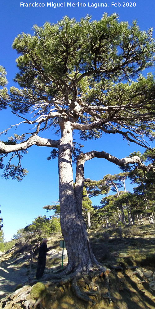 Pino de las Cruces - Pino de las Cruces. 